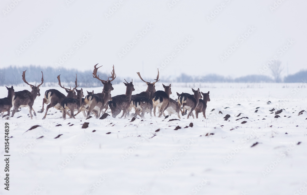 Group of delicate wild deer in winter landscape, on the field outside the forest Group of delicate wild deer in winter landscape, on the field outside the forest