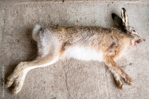 Fotografija The dead hare. Hunting scene with dead hare