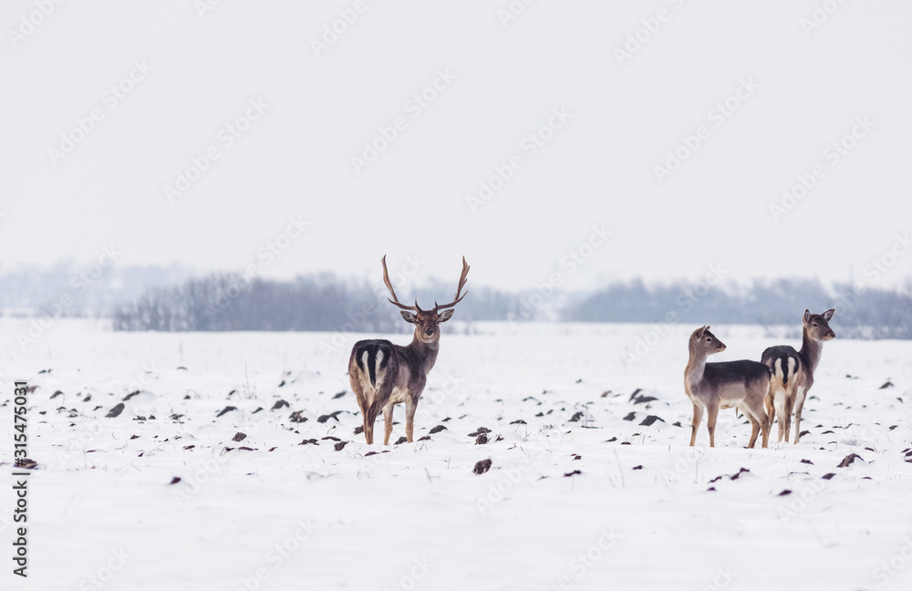Group of delicate wild deer in winter landscape, on the field outside the forest Group of delicate wild deer in winter landscape, on the field outside the forest