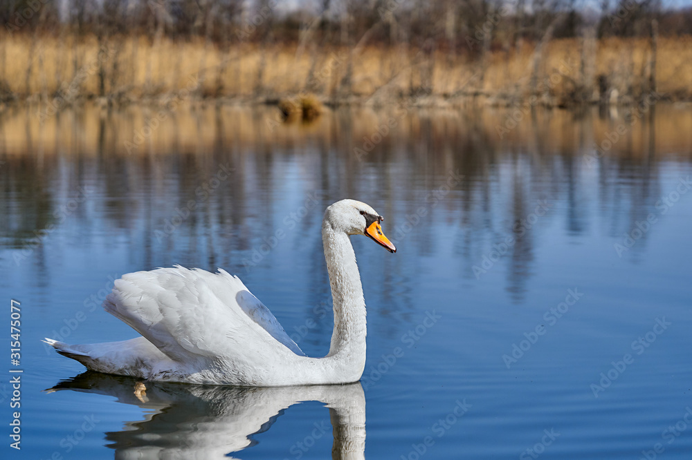 The white mute swan Cygnus olor in Czech Republic The white mute swan Cygnus olor in Czech Republic