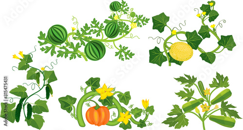 Set of different gourd plants (watermelon, melon, pumpkin, zucchini and cucumber) isolated on white background
