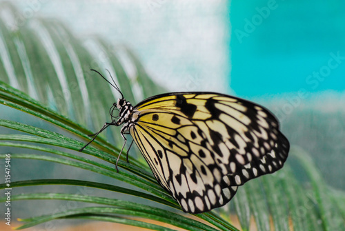 Little black and white butterfly Idea leuconoe macro photography