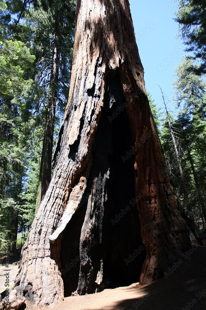 Redwoodtree, Sequoia, Giant sequoias, Yosemite National Park, California, USA Redwoodtree, Sequoia, Giant sequoias, Yosemite National Park, California, USA