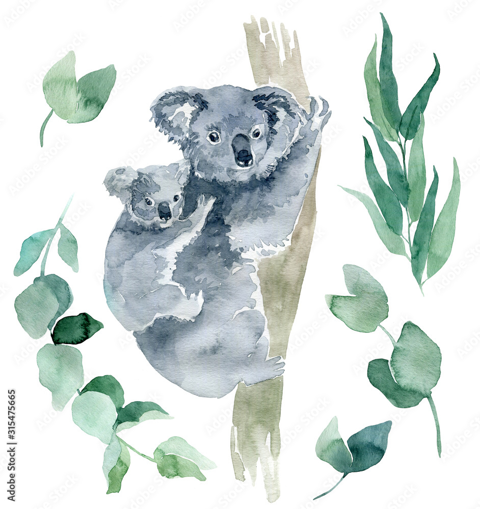 watercolor illustration of a koala with eucalyptus branches on a white ...
