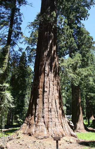 Redwoodtree, Sequoia, Giant sequoias, Yosemite National Park, California, USA © Klaus Nowottnick