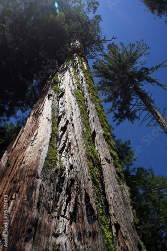Redwoodtree, Sequoia, Giant sequoias, Yosemite National Park, California, USA