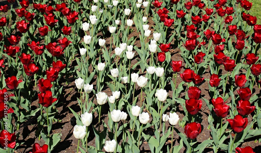Obraz premium Wiele czerwonych tulipanów w kwietniku w słoneczny wiosenny dzień