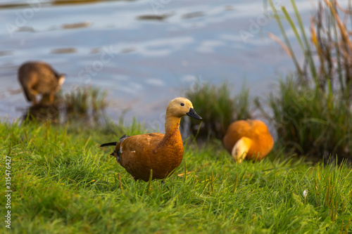 The ruddy shelduck on the shore of a small pond