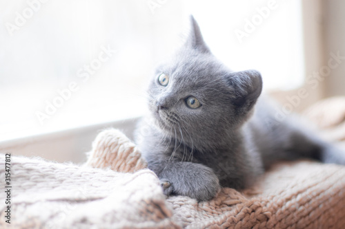 A British kitten is lying on the windowsill. Cute kitten. Magazine cover. Pet. Grey kitten. . Kitten at the window.