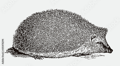 European hedgehog, erinaceus europaeus in side view. Illustration after an antique woodcut from the 19th century photo