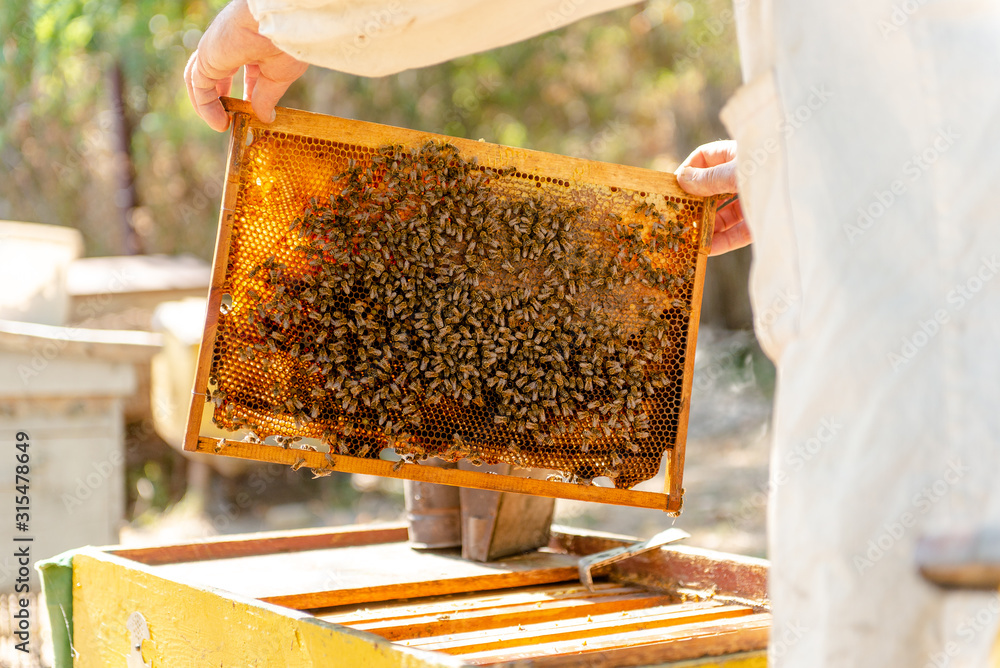 The beekeeper checks the hive. Looks at bees in the sun. The beekeeper checks the hive. Looks at bees in the sun.