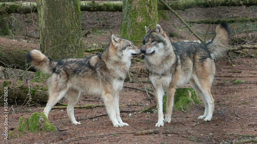 zwei W  lfe beschnuppern sich im Wald