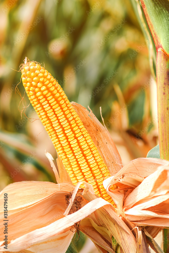 Ear of corn in cultivated cornfield - obrazy, fototapety, plakaty 
