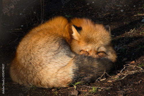 Schlafender Rotfuchs