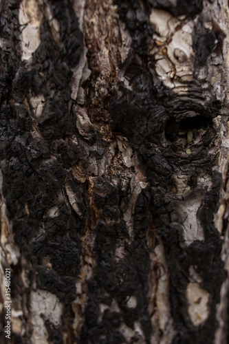 texture of charred bark of an old tree