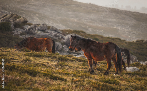 Bonitos cavalos selvagens a pastar nas montanhas ao pôr do sol © Romano Alves