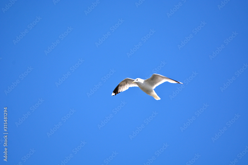 A seagull flying in blue sky. 