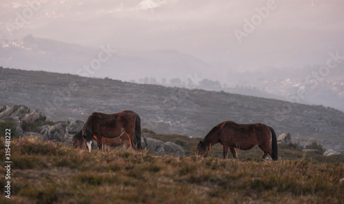 Bonitos cavalos selvagens a pastar nas montanhas ao pôr do sol