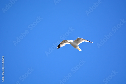 A seagull flying in blue sky. 