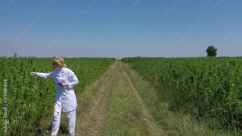 Aerial shot of scientist walking by cultivated marijuana fields observing CBD hemp plants Aerial shot of scientist walking by cultivated marijuana fields observing CBD hemp plants