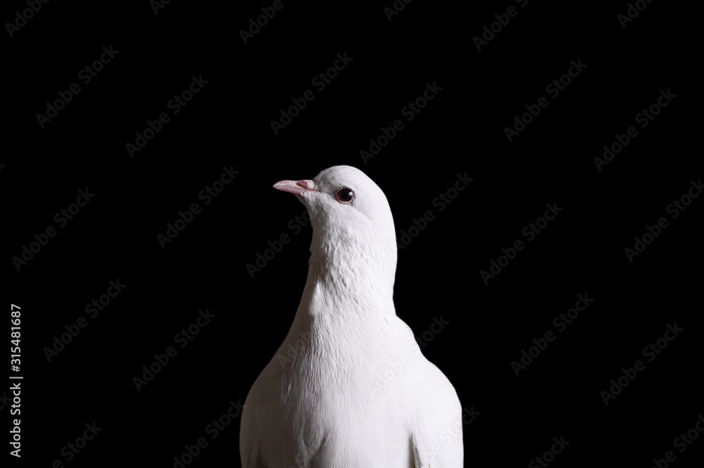 Close-up of a white dove on a dark background. A white dove looks at the camera. The white dove is a symbol of peace, purity, love, serenity, hope. Close-up of a white dove on a dark background. A white dove looks at the camera. The white dove is a symbol of peace, purity, love, serenity, hope.