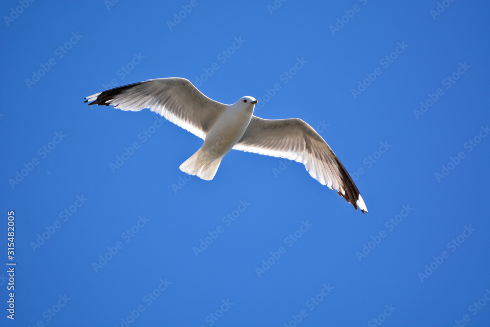 Obraz premium A seagull flying in blue sky. 
