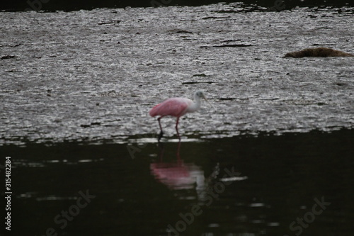 Nature is Florida's Treasure