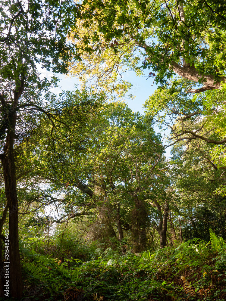 Lush and very green natural nature scene outside trees branches leaves background Lush and very green natural nature scene outside trees branches leaves background