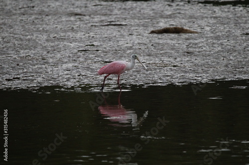 Nature is Florida's Treasure