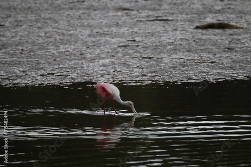 Nature is Florida's Treasure