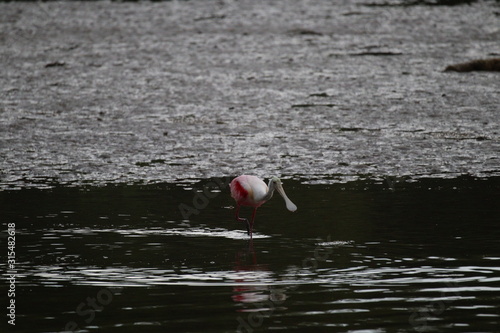 Nature is Florida's Treasure