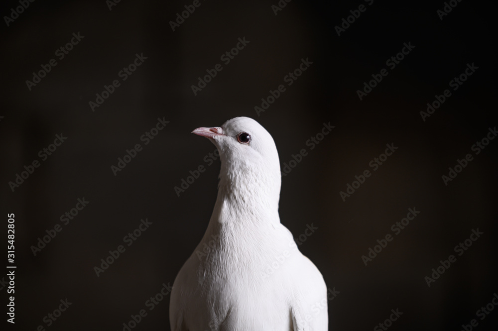 Close-up of a white dove on a dark background. A white dove looks at the camera. The white dove is a symbol of peace, purity, love, serenity, hope. Close-up of a white dove on a dark background. A white dove looks at the camera. The white dove is a symbol of peace, purity, love, serenity, hope.