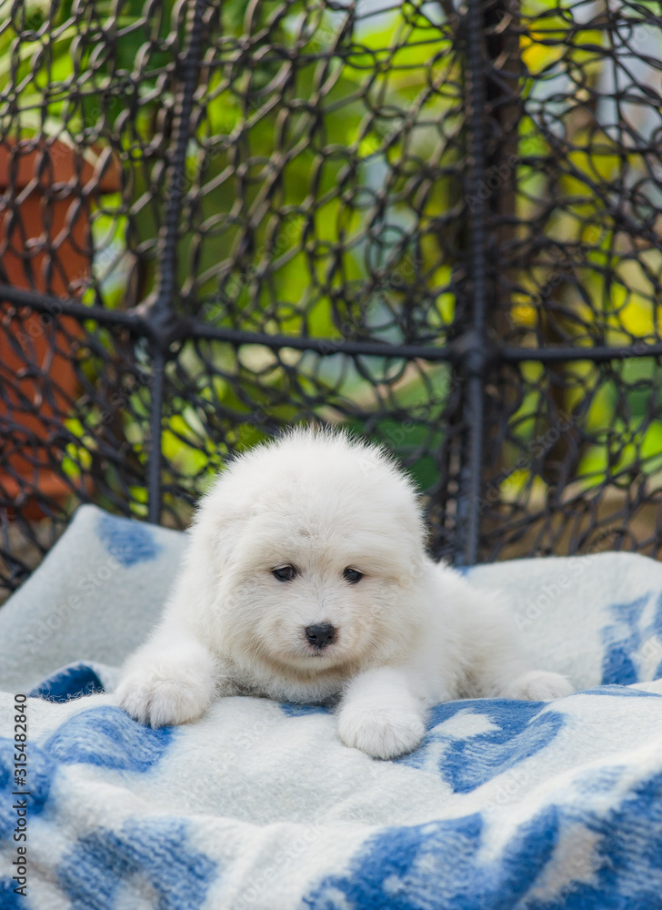 cute Samoyed puppy lies in an armchair in the yard