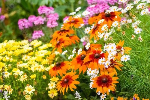 Fototapeta Naklejka Na Ścianę i Meble -  colorful flowers in the garden