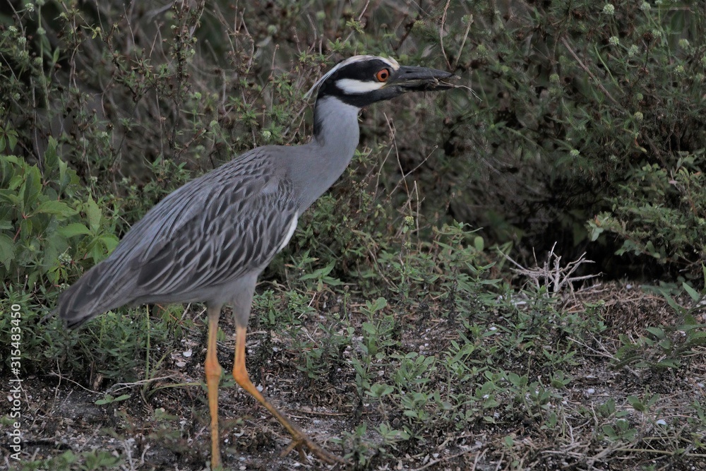Naklejka premium Nature is Florida's Treasure