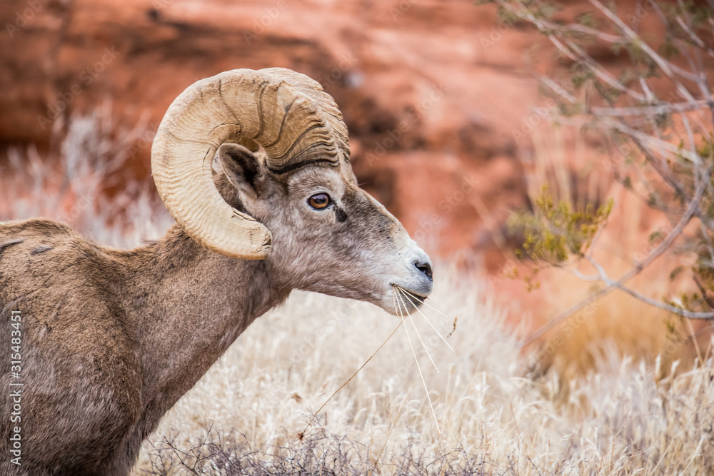 Obraz premium Male bighorn sheep