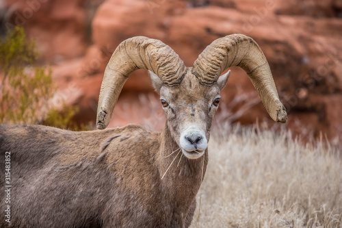 Male bighorn sheep