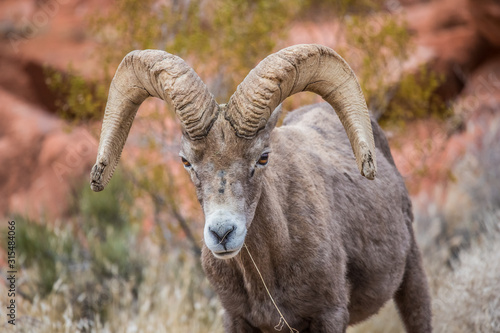 Male bighorn sheep