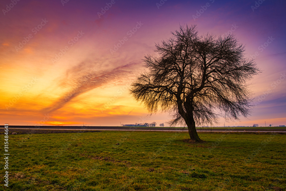 Naklejka premium Lonely tree on colorful sky background during sunset