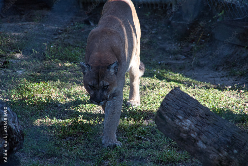 Florida Panther Puma Concolor coryi Katze Stock Photo | Adobe Stock