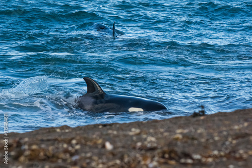 Killer whale hunting on the paragonian coast, Patagonia, Argentina