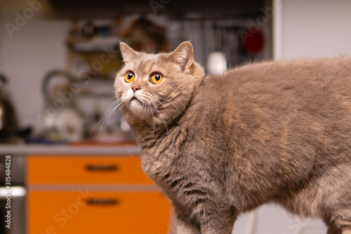 scottish straight cat saw something upstairs © Evgeny