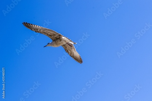 seagull in flight