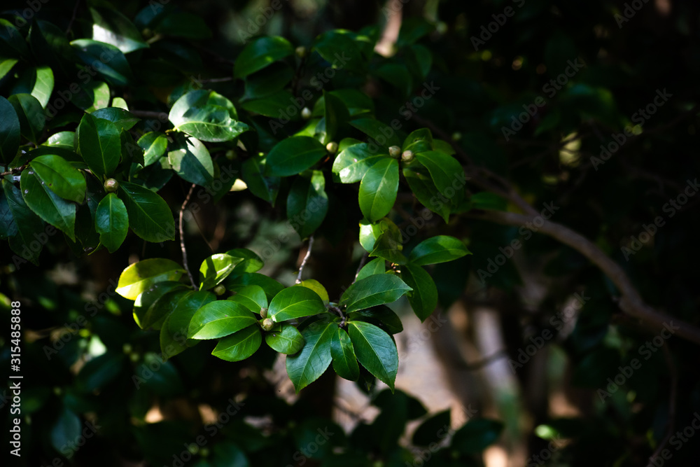Leaves on the branches camellia japonica in the shadow Leaves on the branches camellia japonica in the shadow