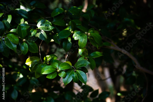 Leaves on the branches camellia japonica in the shadow © savelov