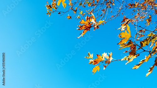 autumn leaves on blue background