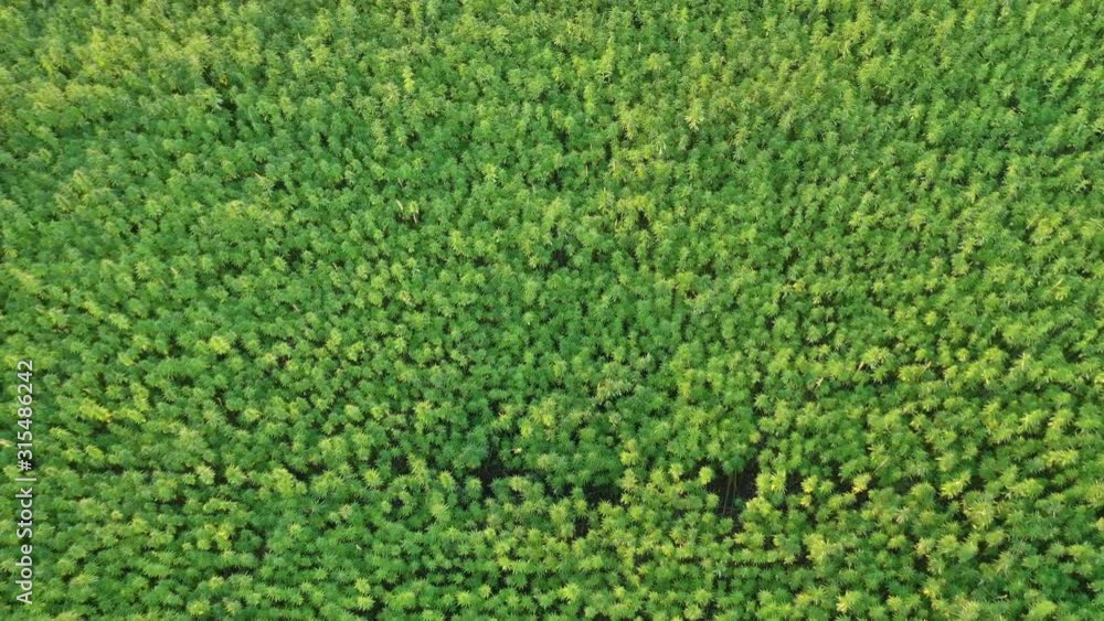 Medium wide aerial sunset top view of a beautiful marijuana CBD hemp field Medium wide aerial sunset top view of a beautiful marijuana CBD hemp field
