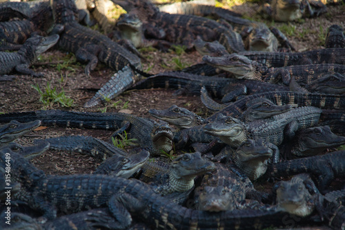 Viele Alligatoren Babies auf einem Haufen mit Fokus auf Bildmitte