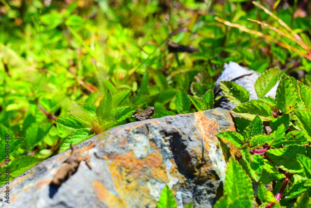 Fototapeta premium Anura