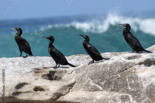 Great Cormorant © Ken Griffiths